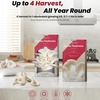 image:imageInbloom Organic Golden Oyster Mushroom Growing KitGrey