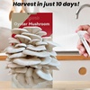 image:imageInbloom Organic Golden Oyster Mushroom Growing KitGrey