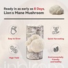 image:imageInbloom Organic Golden Oyster Mushroom Growing KitWhite