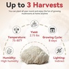 image:imageInbloom Organic Golden Oyster Mushroom Growing KitWhite
