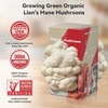 image:imageInbloom Organic Golden Oyster Mushroom Growing KitWhite