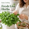 image:imageIndoor Herb Garden Kit Herb Starter Kit with Seeds amp Tools for Beginners