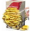 image:imageInbloom Organic Golden Oyster Mushroom Growing KitGold
